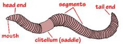 Washington Giant Earthworms (Driloleirus americanus) - Phlyum 101