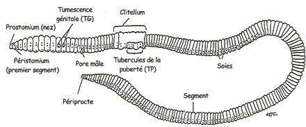 Oregon Giant Earthworms (Driloleirus macelfreshi) - Phlyum 101